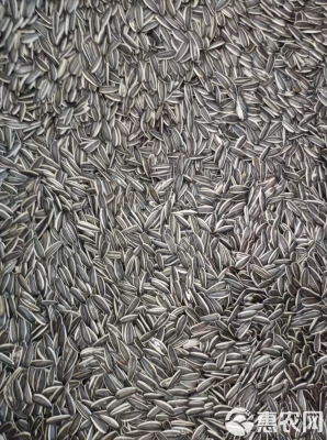 赤峰收購葵花籽廠家電話號碼-第1張圖片