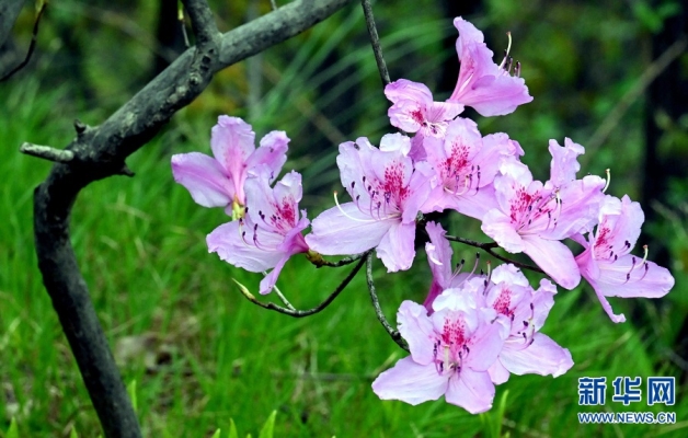 赤峰烏良蘇杜鵑花店電話號(hào)碼-第1張圖片