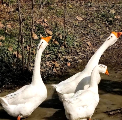 赤峰大鵝萬(wàn)悅城店電話號(hào)碼-第1張圖片