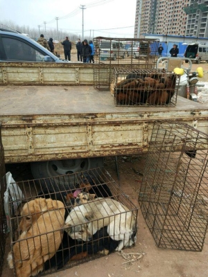 赤峰大狗洗澡地方電話號碼多少-第1張圖片