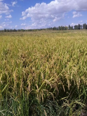 赤峰綠化肥廠家電話地址查詢-第1張圖片