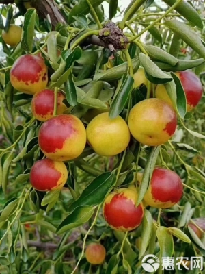 赤峰冬棗采摘園電話多少號-第1張圖片