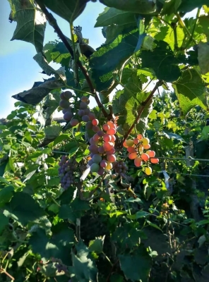 赤峰徐家葡萄園電話多少號-第1張圖片