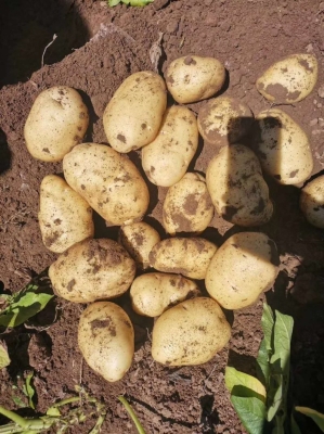 赤峰市土豆代辦公司電話號碼-第1張圖片