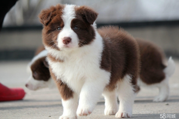 赤峰邊牧養(yǎng)殖場地址電話號碼-第1張圖片