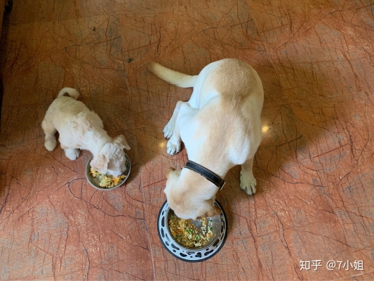 赤峰賣狗糧電話號碼查詢地址-第1張圖片