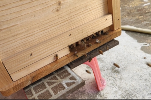 赤峰市新蜂酒吧電話地址查詢-第1張圖片