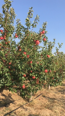 赤峰蘋果經(jīng)銷商電話號碼查詢-第1張圖片