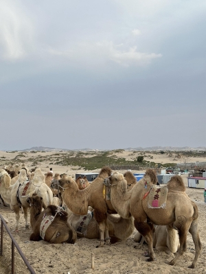 赤峰穿梭機廠家直供電話號碼-第1張圖片