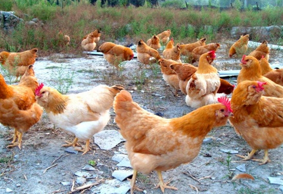 赤峰蛋雞苗養(yǎng)殖場地址電話號碼-第1張圖片