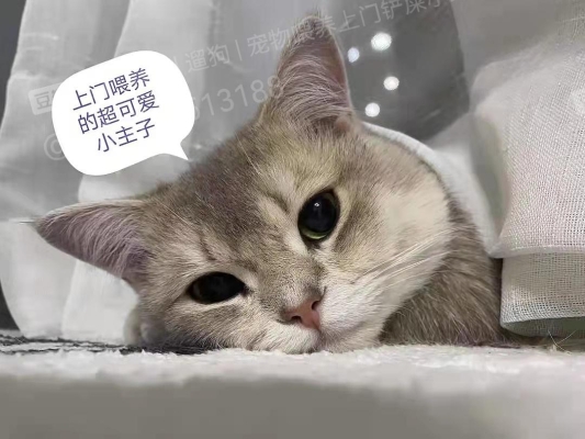 赤峰貓咪上門服務(wù)電話號(hào)碼是多少-第1張圖片