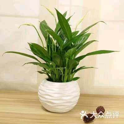 赤峰南園花藝店電話(huà)多少號(hào)-第1張圖片