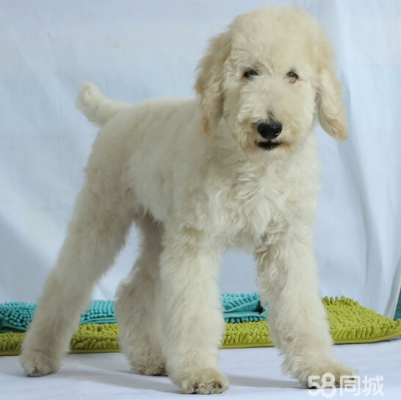 赤峰賣巨貴犬的地方電話號(hào)碼-第1張圖片