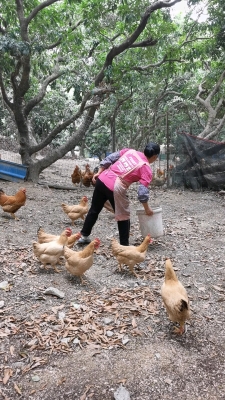 赤峰養(yǎng)雞場(chǎng)聯(lián)系方式電話號(hào)碼-第1張圖片