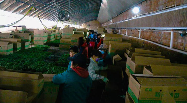 赤峰番茄定植基地電話是多少號(hào)-第1張圖片