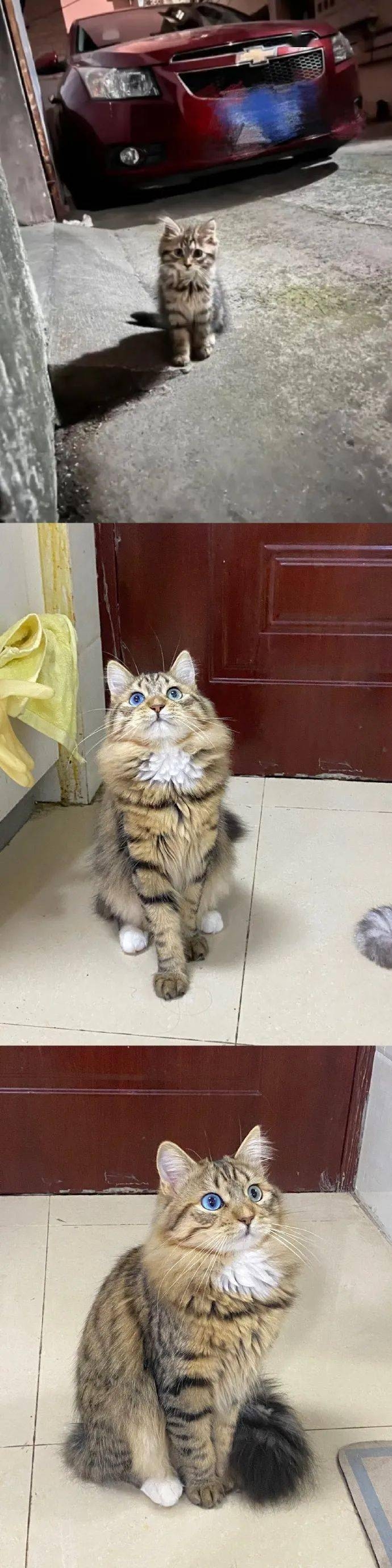 赤峰收養(yǎng)貓咪電話號(hào)碼多少號(hào)-第1張圖片