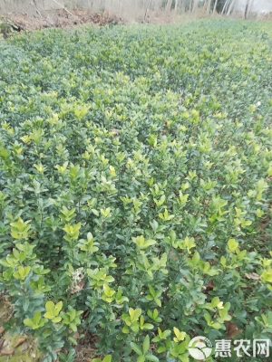 赤峰大葉黃楊批發(fā)廠家電話號碼-第1張圖片