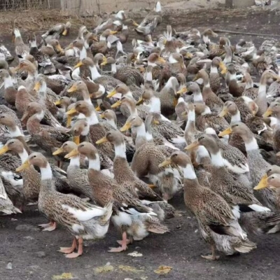 內(nèi)蒙赤峰育苗基地電話是多少號-第1張圖片