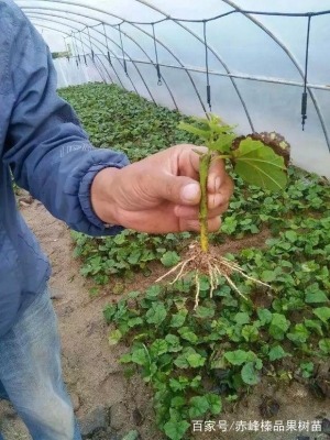 內(nèi)蒙赤峰育苗基地電話號(hào)碼查詢-第1張圖片