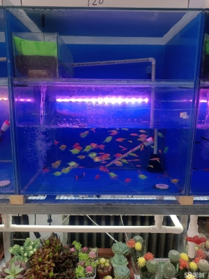 赤峰魚缸管道組裝廠電話號碼-第1張圖片