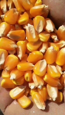 赤峰陳糧批發(fā)電話地址在哪里-第1張圖片