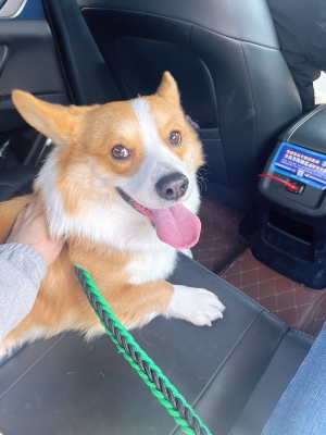 赤峰市狗狗店電話地址查詢號(hào)碼-第1張圖片