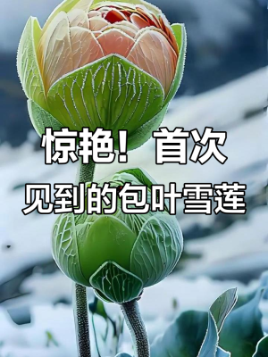 赤峰市雪蓮鞋廠地址電話號(hào)碼-第1張圖片