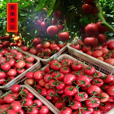 赤峰大柿子批發(fā)電話(huà)號(hào)碼是多少-第1張圖片