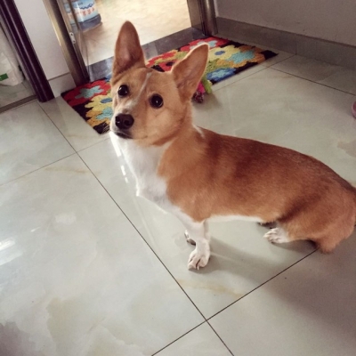 赤峰可愛多萌寵館電話號碼-第1張圖片