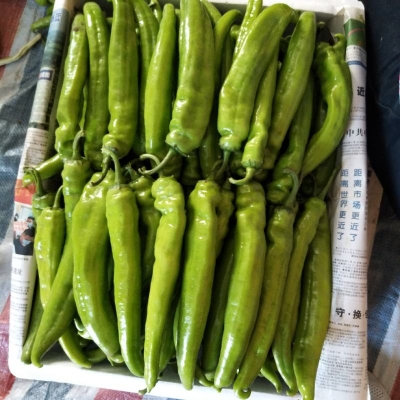 赤峰蔬菜團(tuán)購群電話號碼查詢-第1張圖片