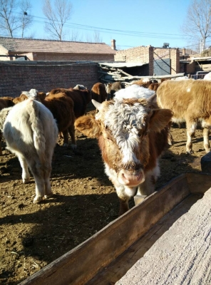 赤峰平莊佳佳超市地址電話號碼-第1張圖片
