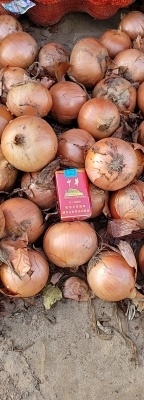 赤峰千畝大蔥基地地址電話號碼-第1張圖片