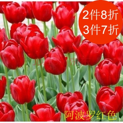 赤峰郁金香花球廠家電話號碼-第1張圖片