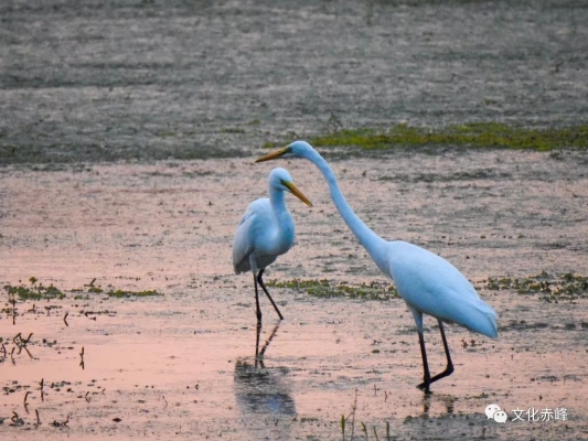 赤峰鳥(niǎo)類交易市場(chǎng)地址電話號(hào)碼-第1張圖片