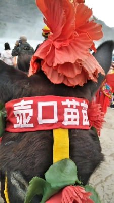 赤峰驢苗繁育基地電話地址查詢-第1張圖片