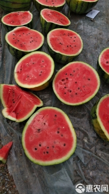 赤峰甜王西瓜種植基地電話號(hào)碼-第1張圖片