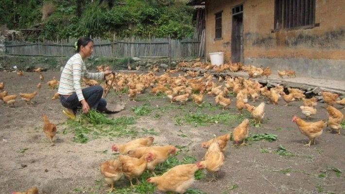 赤峰雞鴨鵝養(yǎng)殖場(chǎng)地址電話號(hào)碼-第1張圖片