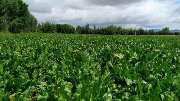 赤峰遇見(jiàn)糖果店電話號(hào)碼-第1張圖片