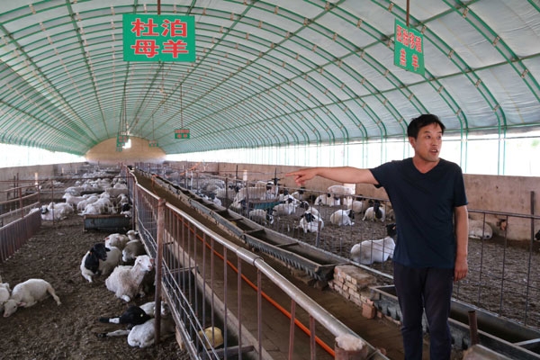 赤峰養(yǎng)羊基地電話多少號(hào)-第1張圖片