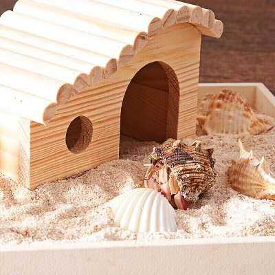 赤峰賣飼養(yǎng)寄居蟹電話地址查詢-第1張圖片