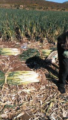 赤峰蔥籽基地在哪里啊電話多少-第1張圖片