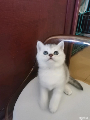 赤峰大型寵物市場(chǎng)地址電話號(hào)碼-第1張圖片