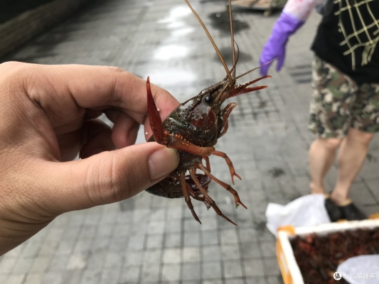 赤峰小龍蝦團購生鮮電話號碼-第1張圖片