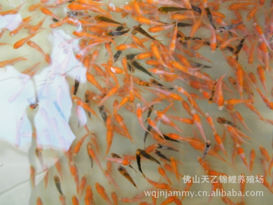 赤峰錦鯉養(yǎng)殖廠電話多少號(hào)-第1張圖片