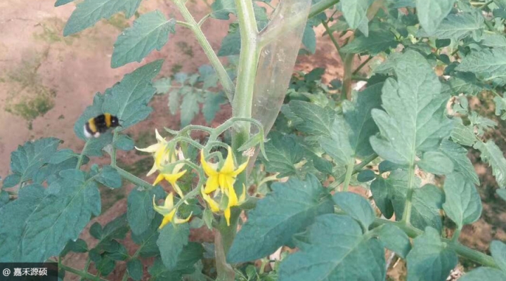 赤峰免授粉批發(fā)商家電話號碼-第1張圖片