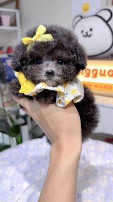 赤峰市泰迪狗狗出售電話號(hào)碼-第1張圖片