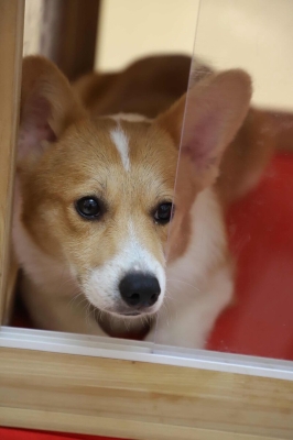 赤峰麥兜寵物店電話地址查詢-第1張圖片