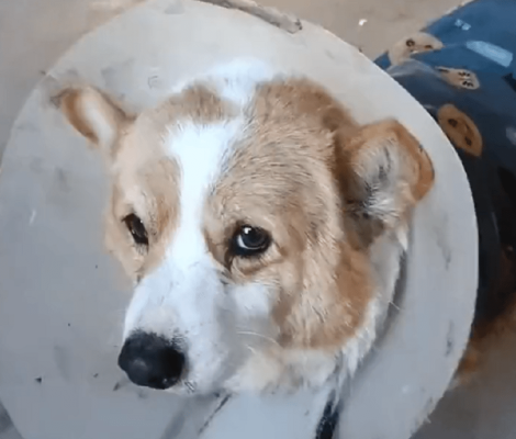 赤峰市寵物柯基店電話號(hào)碼-第1張圖片