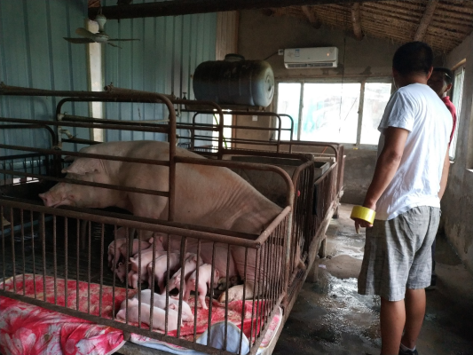 赤峰農(nóng)村養(yǎng)豬場電話號碼多少-第1張圖片