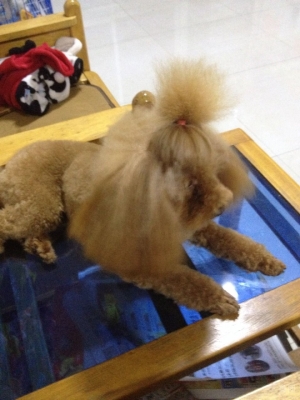 赤峰狗狗之家電話地址是多少號-第1張圖片